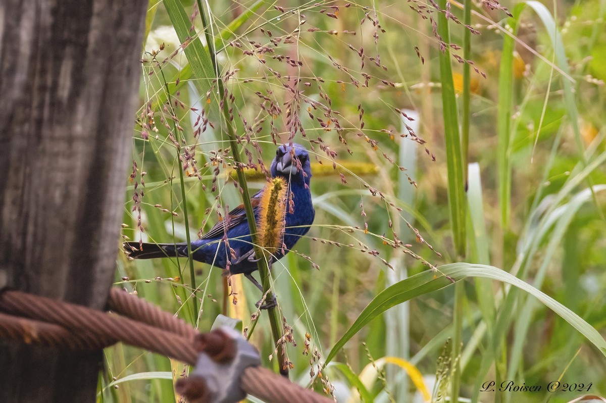 Blue Grosbeak - Paul Roisen