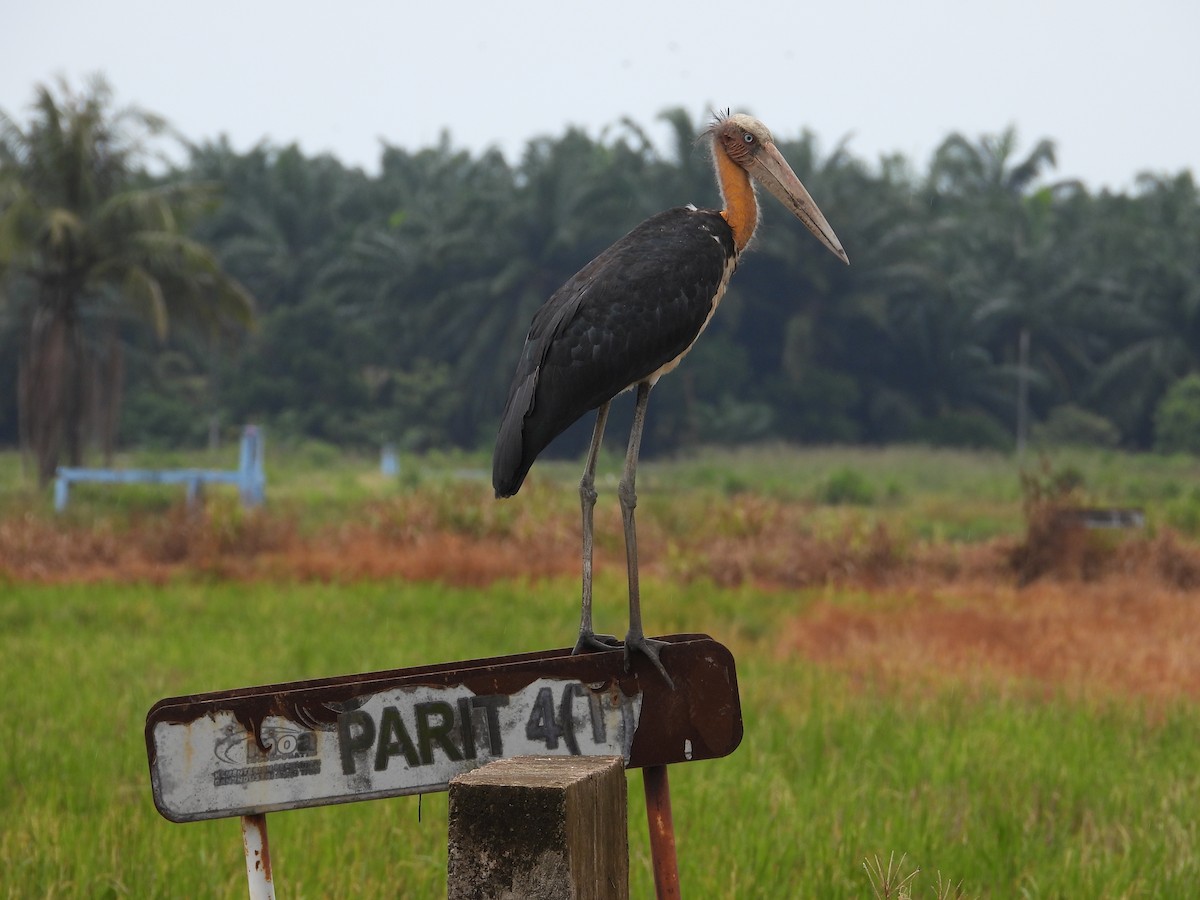 Lesser Adjutant - ML622602178