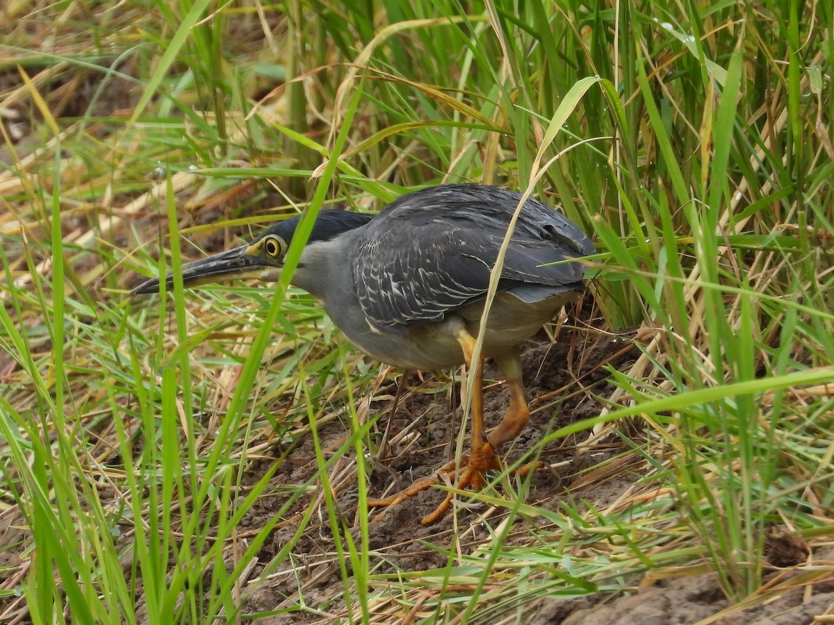 Striated Heron - ML622602185