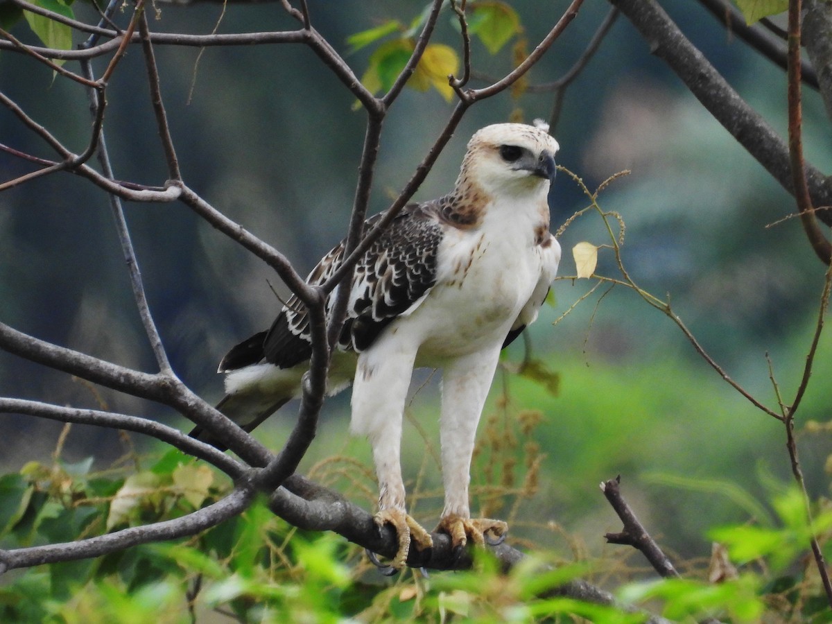 Changeable Hawk-Eagle - ML622602202