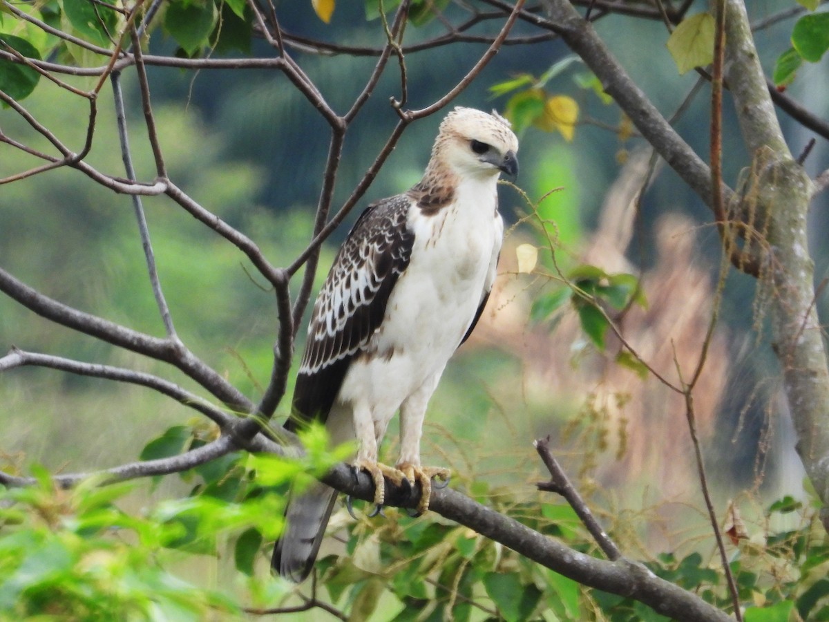 Aigle huppé - ML622602203