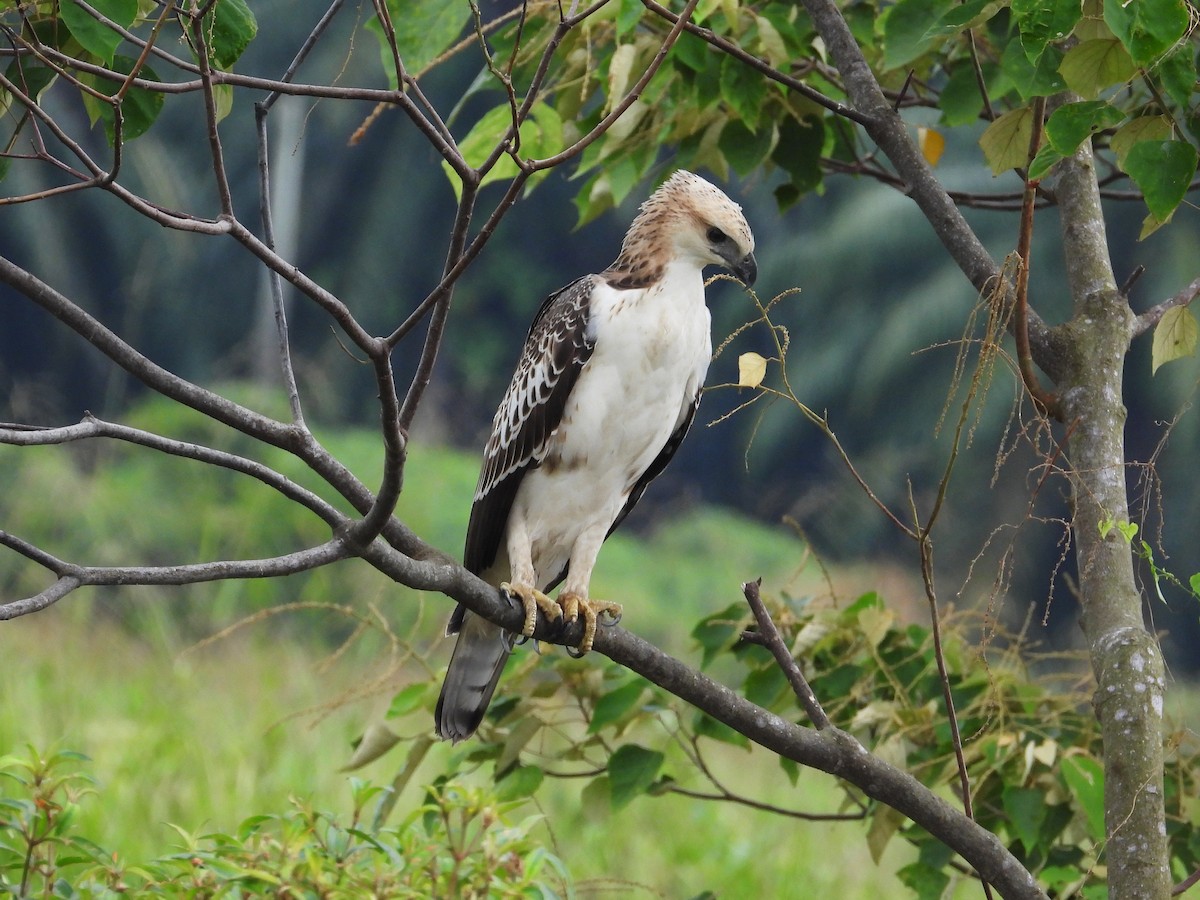 Changeable Hawk-Eagle - ML622602204