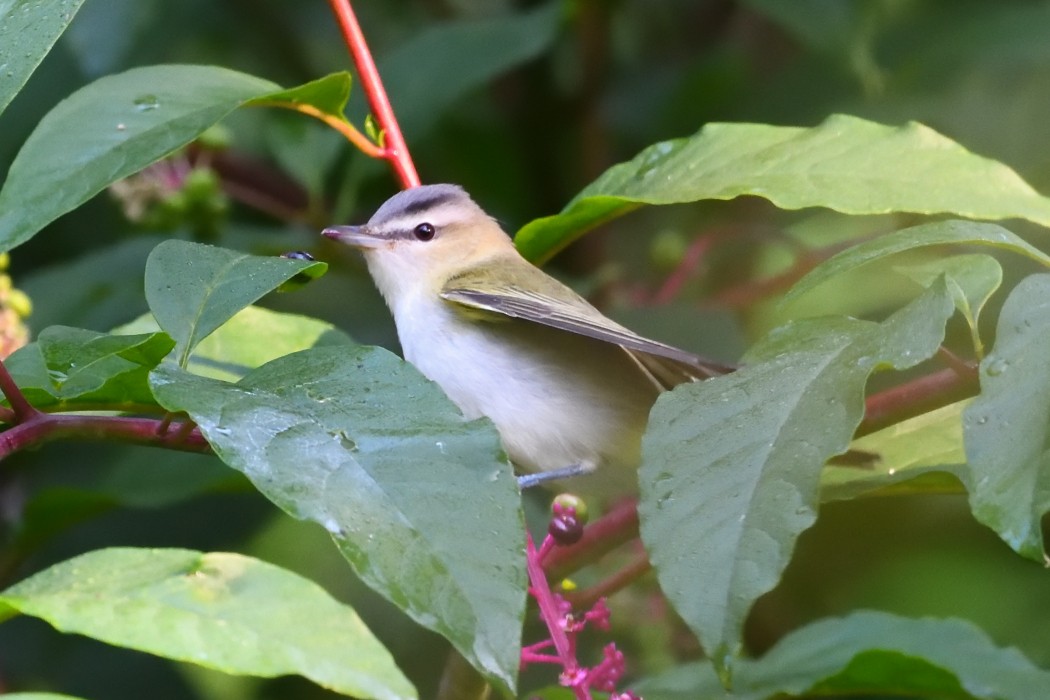 Red-eyed Vireo - ML622602224