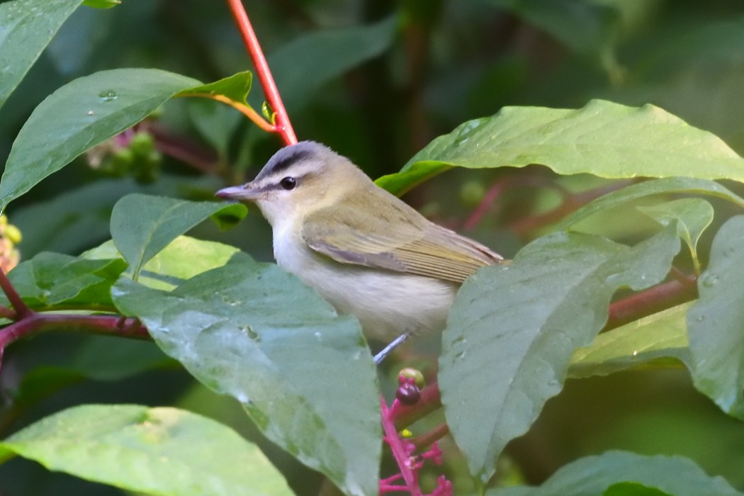 Red-eyed Vireo - ML622602225