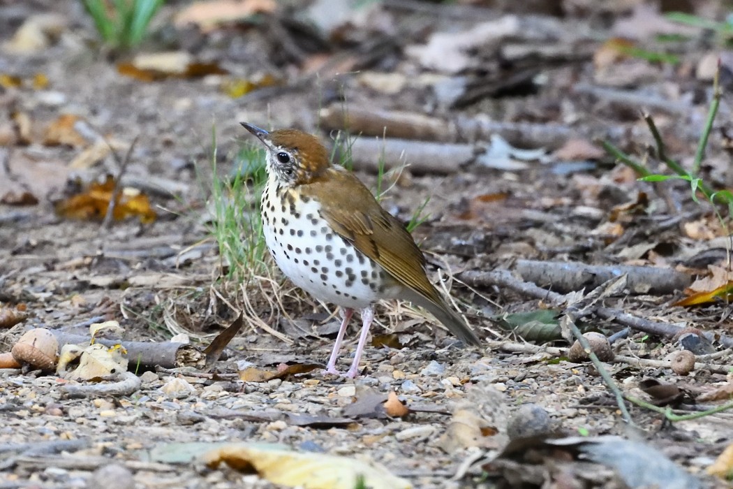 Wood Thrush - ML622602235