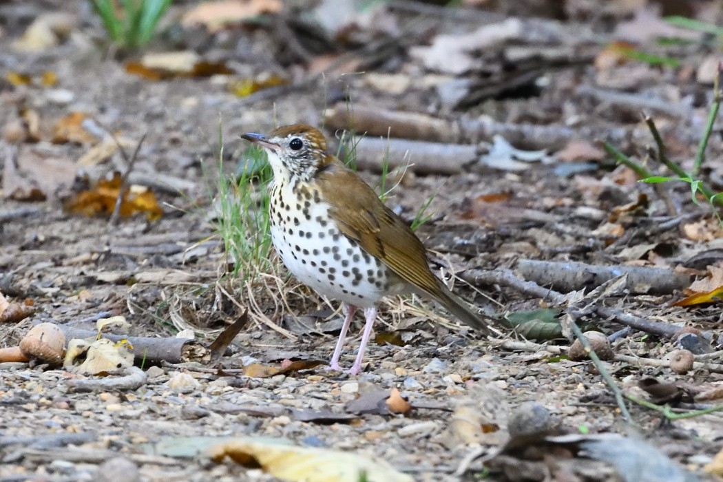 Wood Thrush - ML622602236