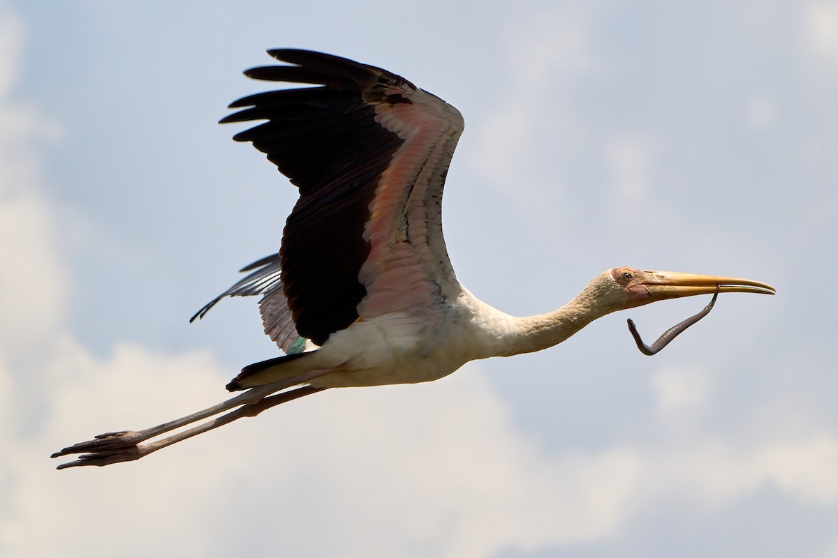 Milky x Painted Stork (hybrid) - Yuh Woei Chong