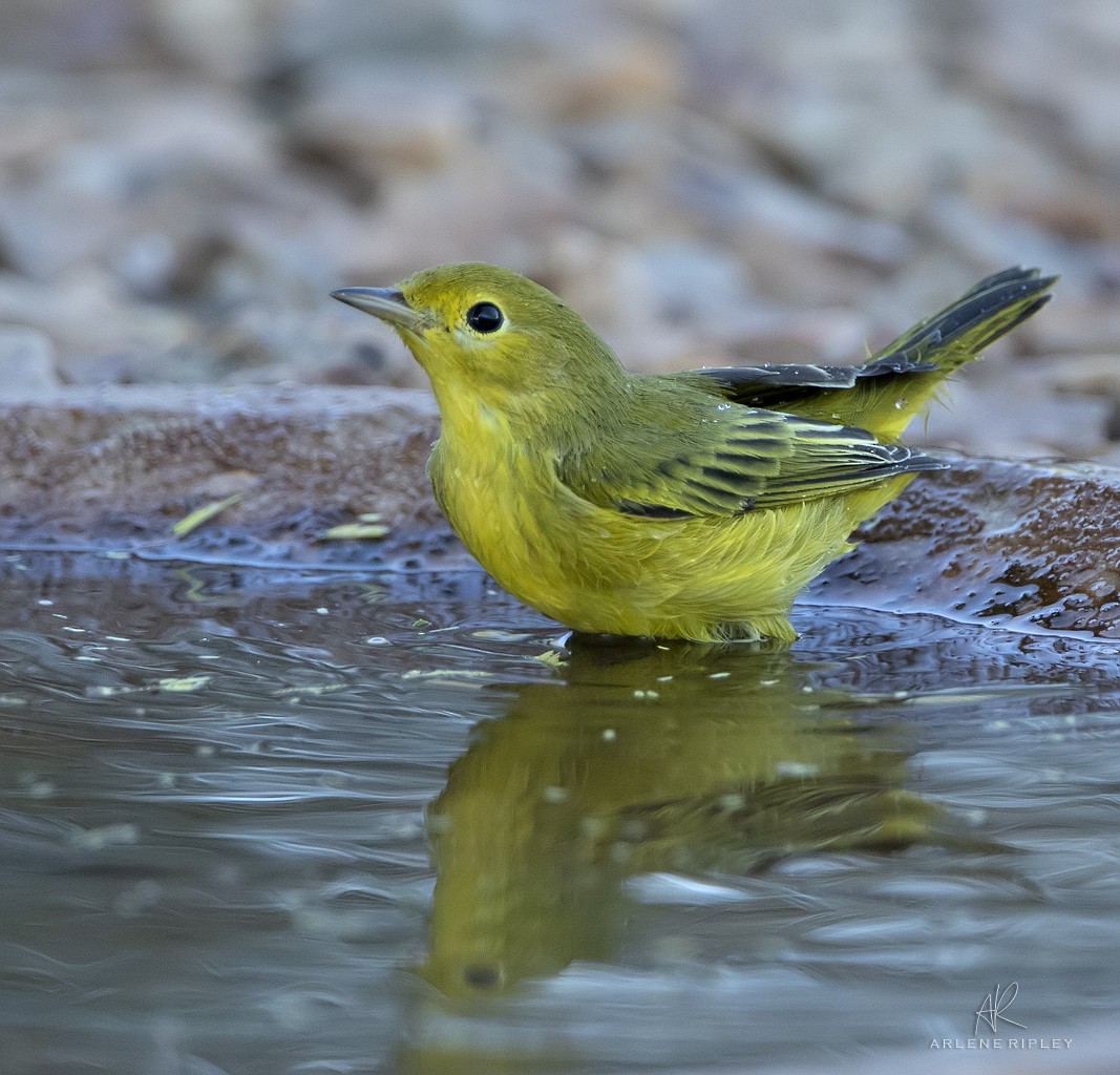 Yellow Warbler - ML622602341