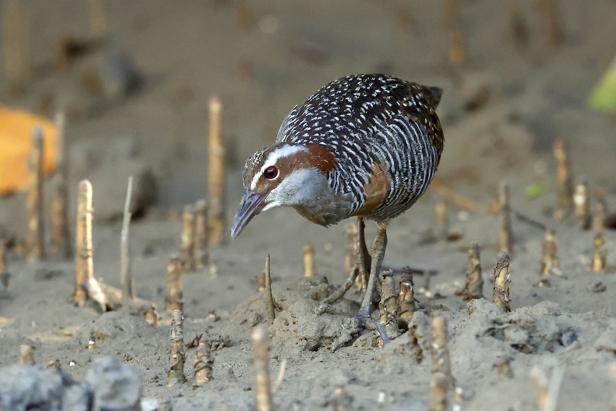 Buff-banded Rail - ML622602343