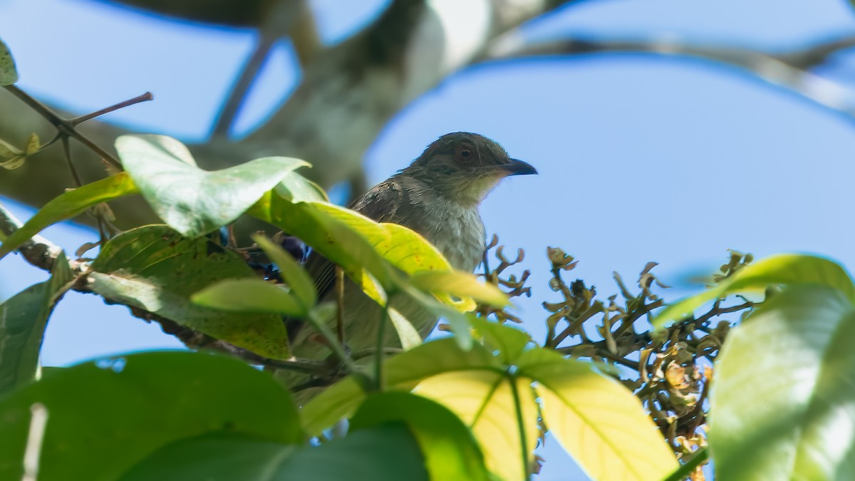 Bulbul aux yeux rouges - ML622602347