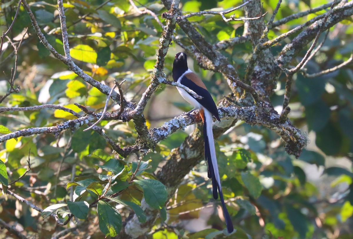 White-bellied Treepie - ML622602350