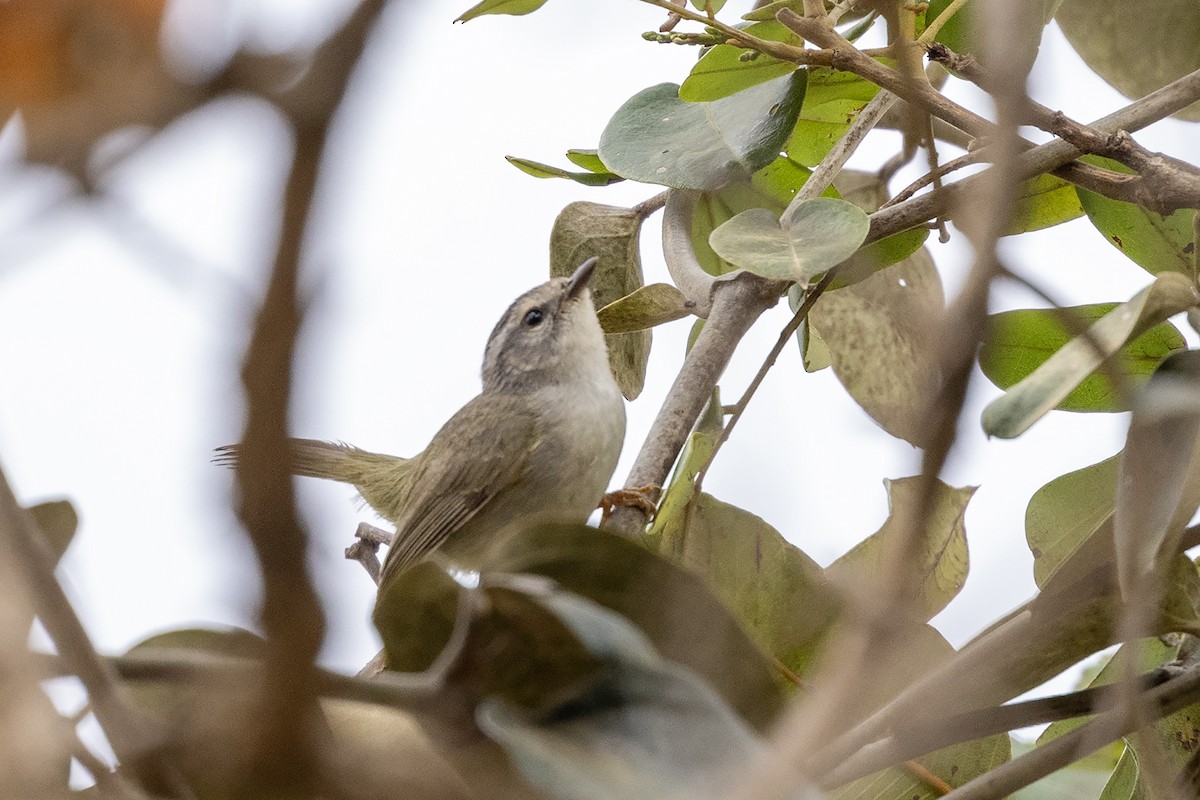 Golden-crowned Warbler (White-bellied) - ML622602384