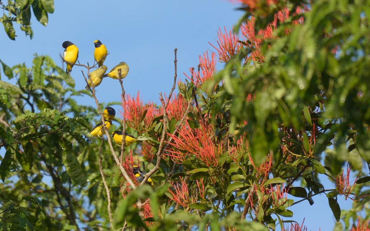 Scrub Euphonia - Luis Trinchan