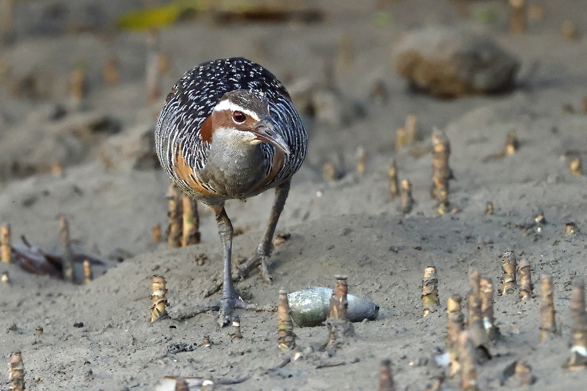 Buff-banded Rail - ML622602424