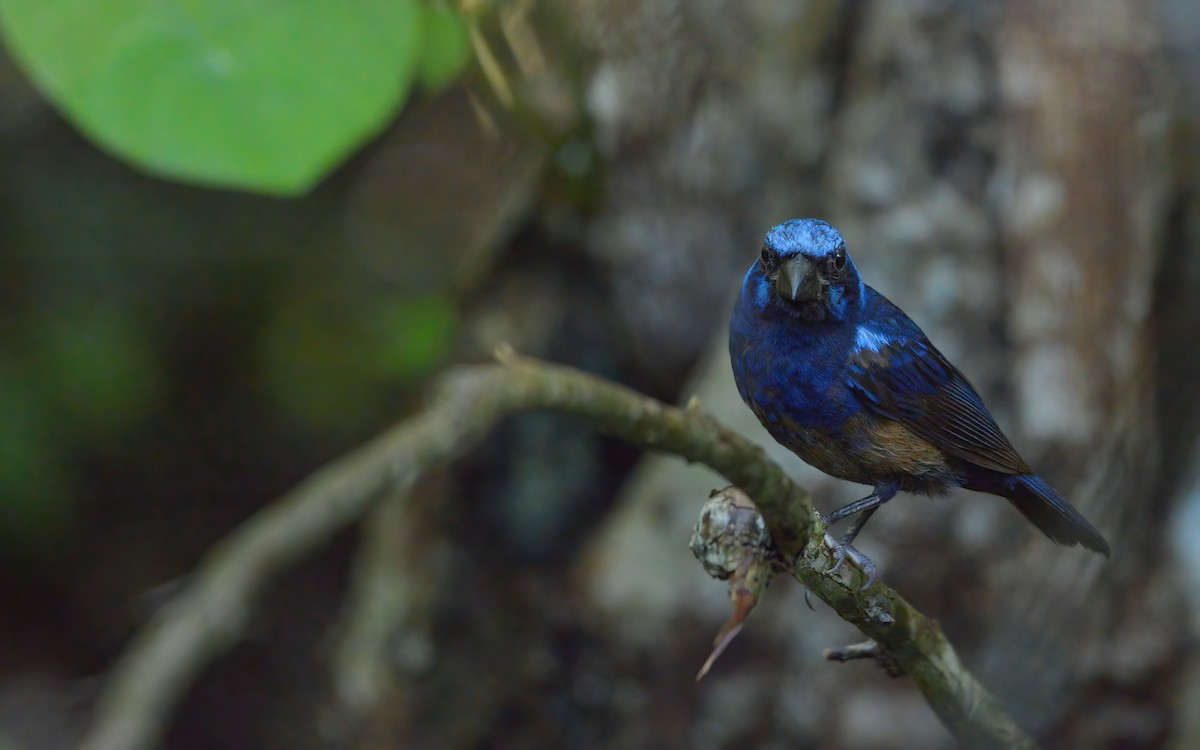 Blue Bunting (Middle America) - ML622602425