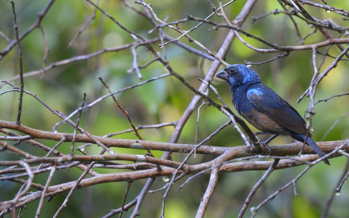 Blue Bunting (Middle America) - ML622602428