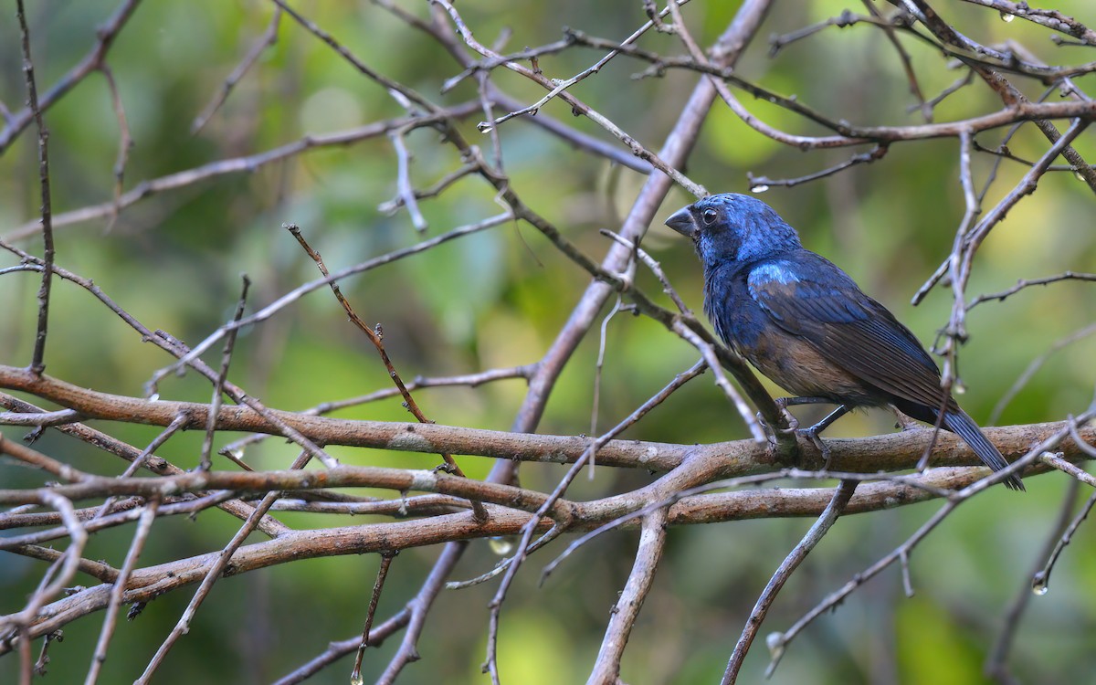 Blue Bunting (Middle America) - ML622602429