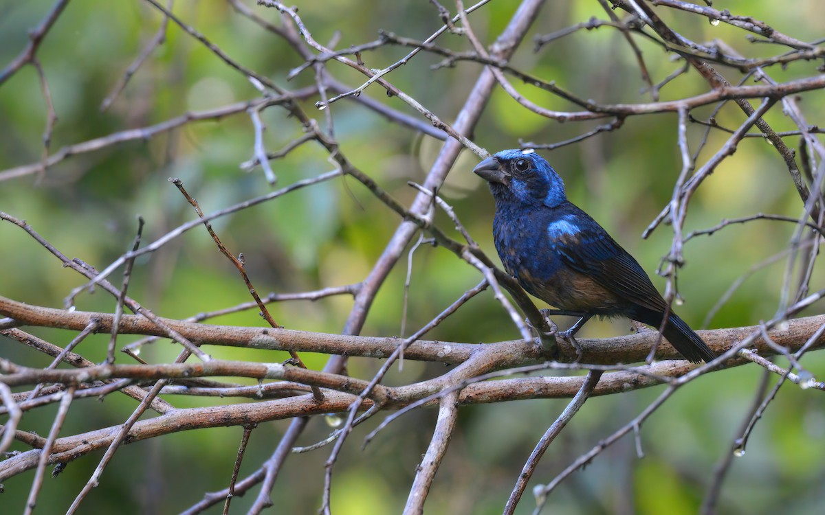 Blue Bunting (Middle America) - ML622602432