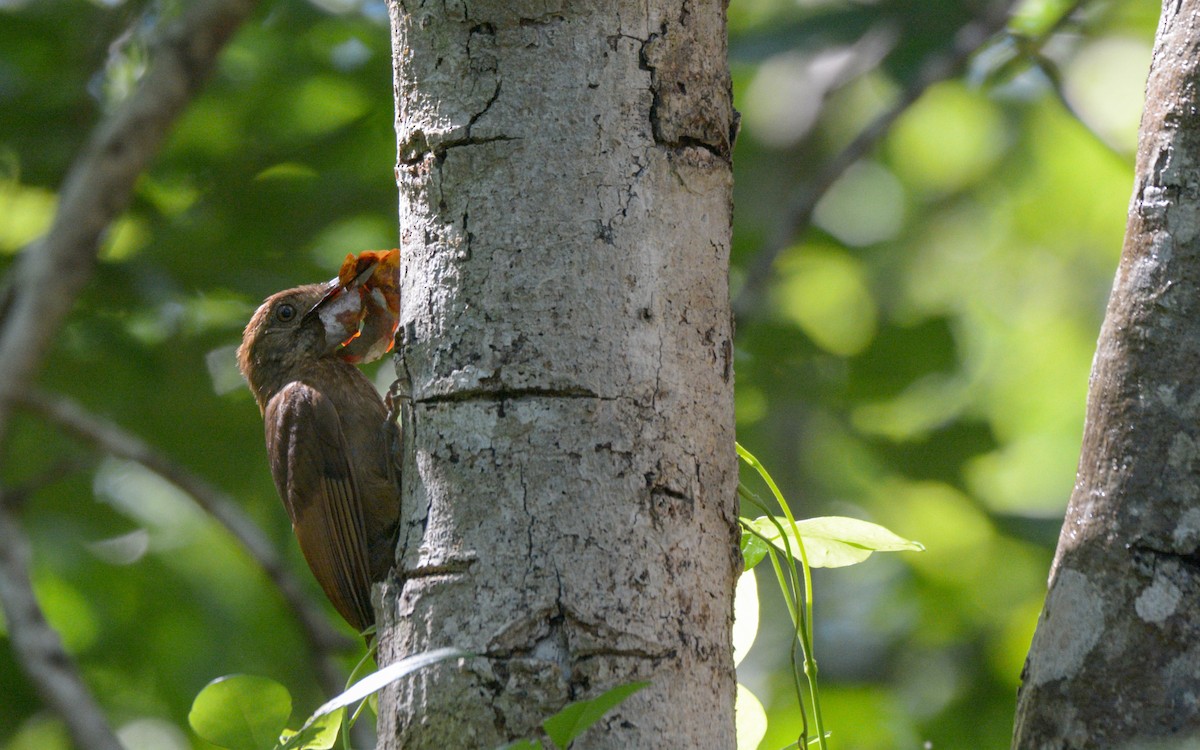 Tawny-winged Woodcreeper - ML622602446