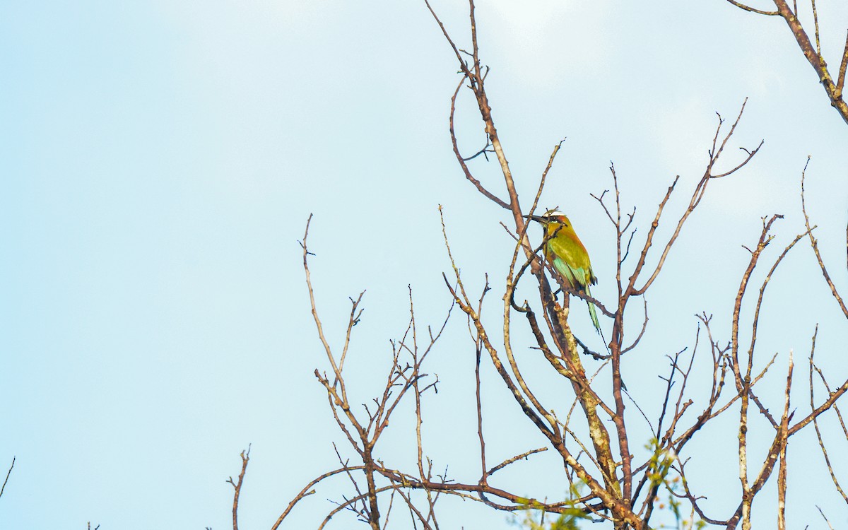 Turquoise-browed Motmot - ML622602526