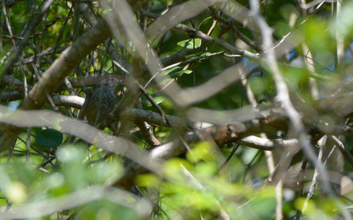 Spot-breasted Wren - ML622602538