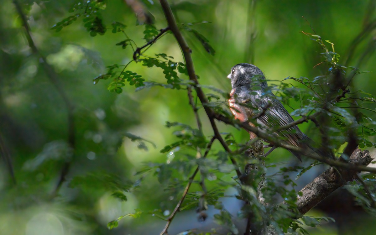 Gray-throated Chat - ML622602540