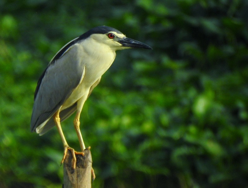 Black-crowned Night Heron - ML622602558