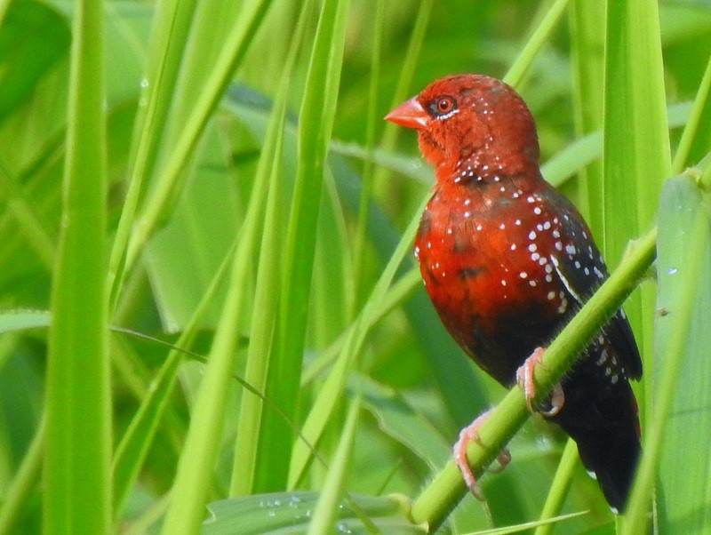 Red Avadavat - ML622602559