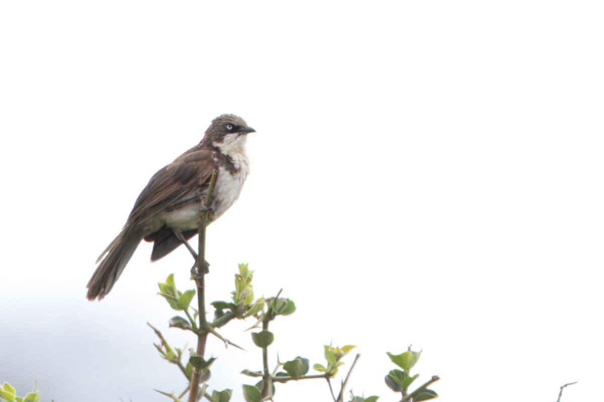 Northern Pied-Babbler - Todd A. Watkins