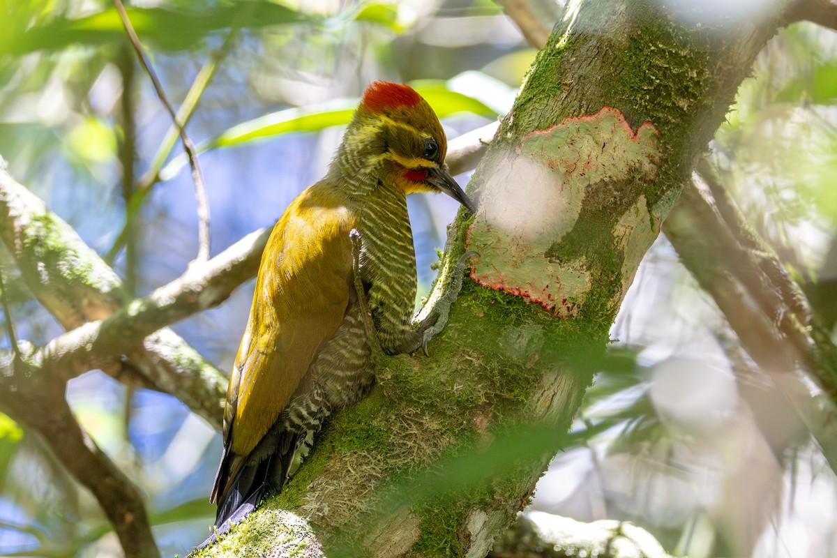 White-browed Woodpecker - ML622602682