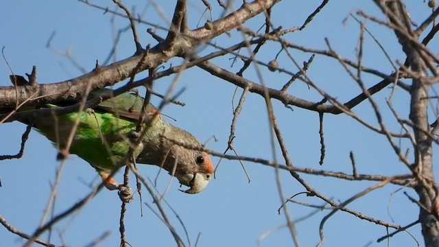 Brown-necked Parrot (Gray-headed) - ML622602738