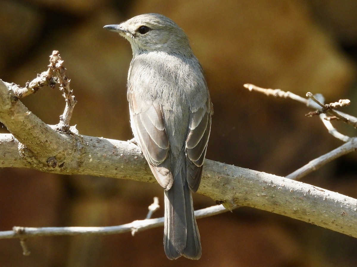 Ashy Flycatcher - ML622602748