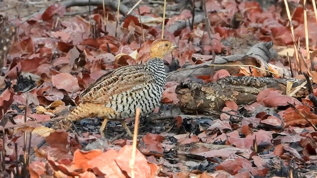 Coqui Francolin (Bar-breasted) - ML622602783