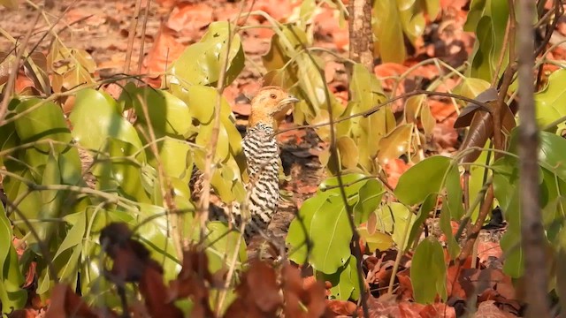 Francolin coqui (coqui) - ML622602784