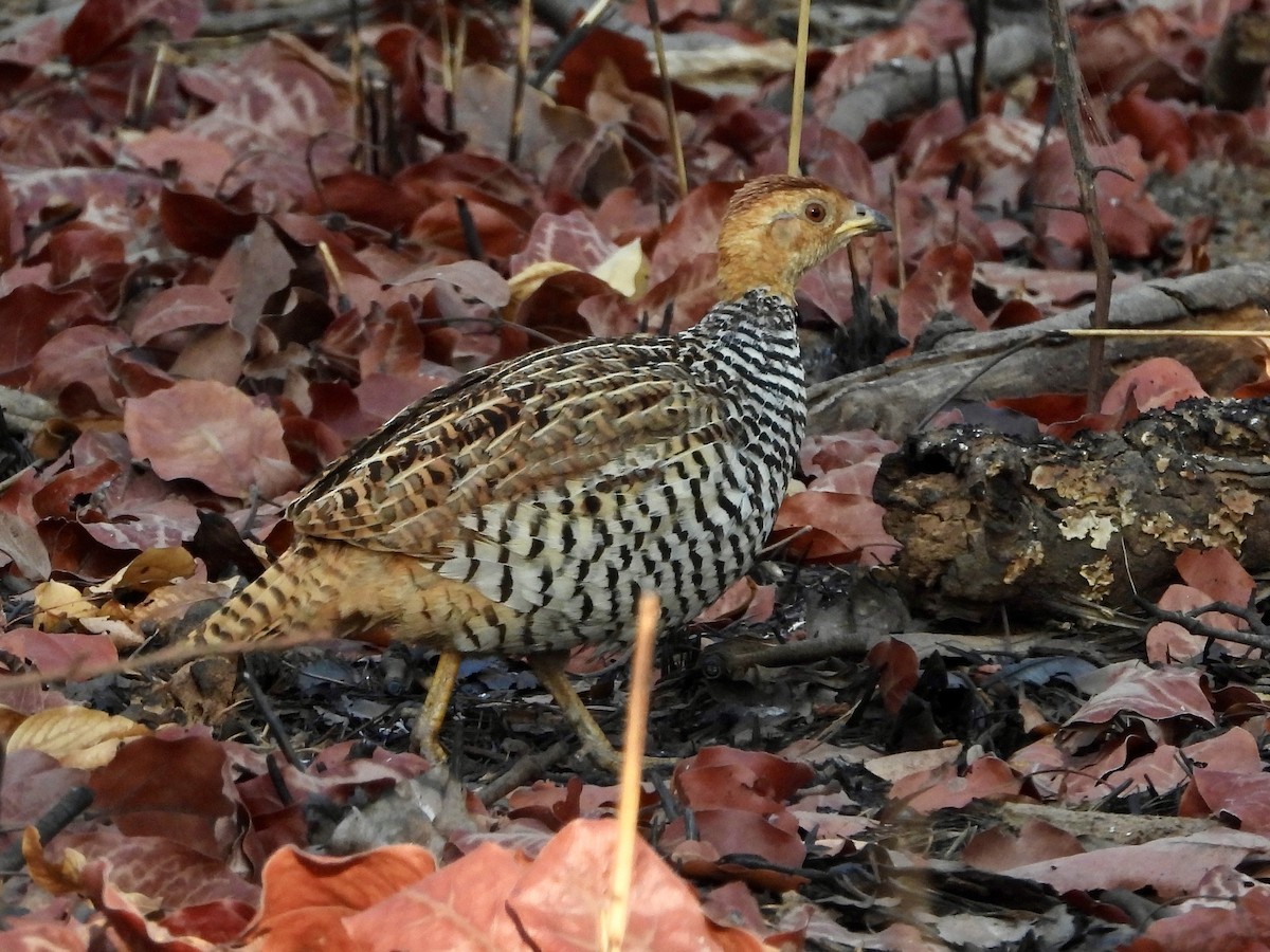 Francolin coqui (coqui) - ML622602788