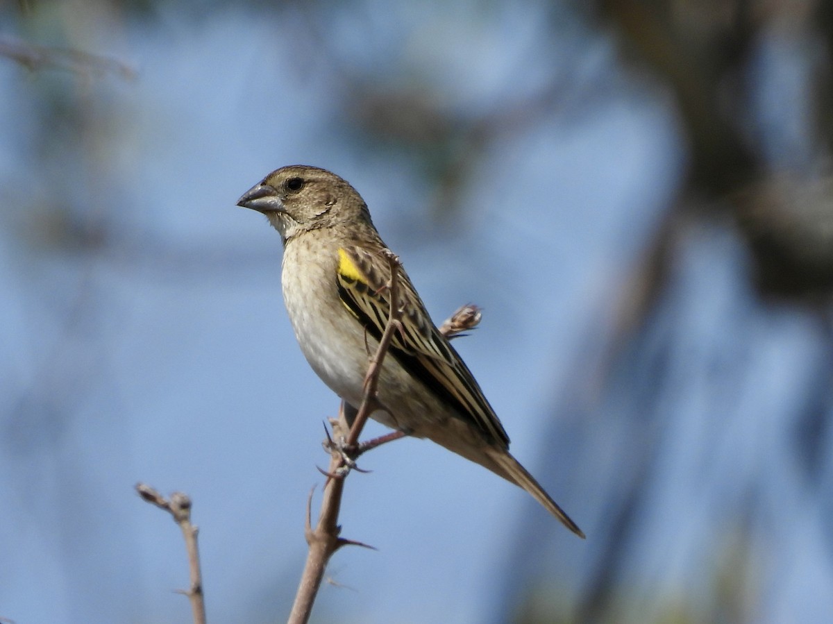 White-winged Widowbird - ML622602792