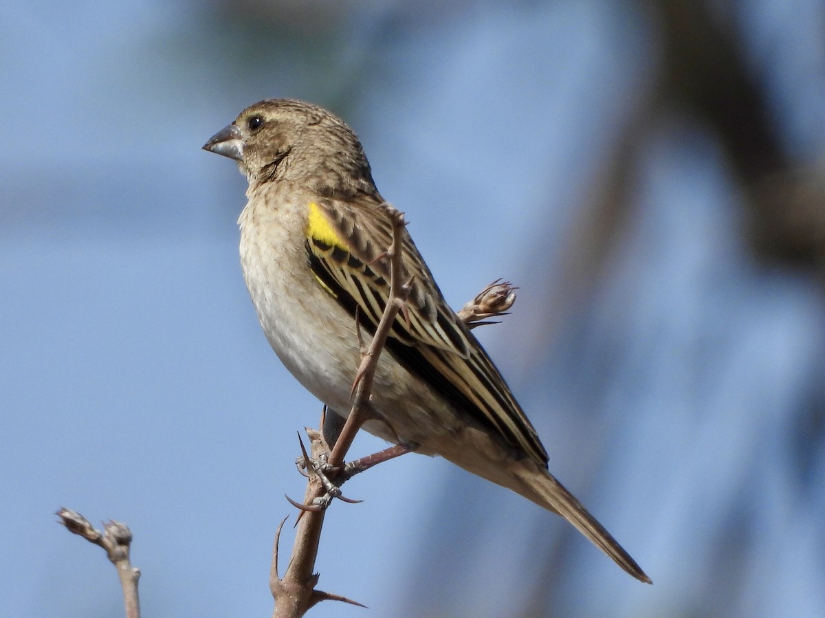 White-winged Widowbird - ML622602793