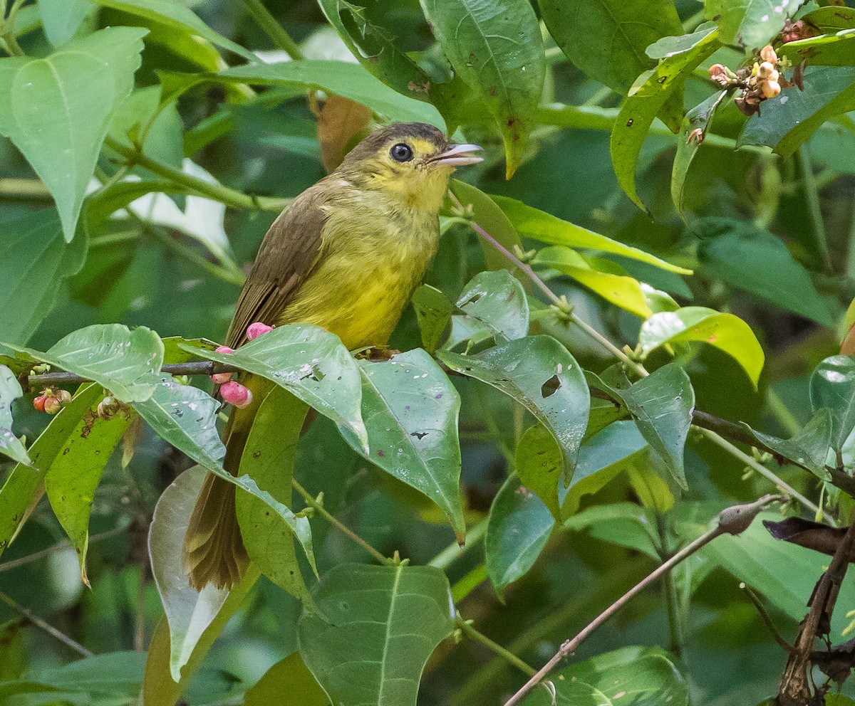 Hairy-backed Bulbul - ML622602809