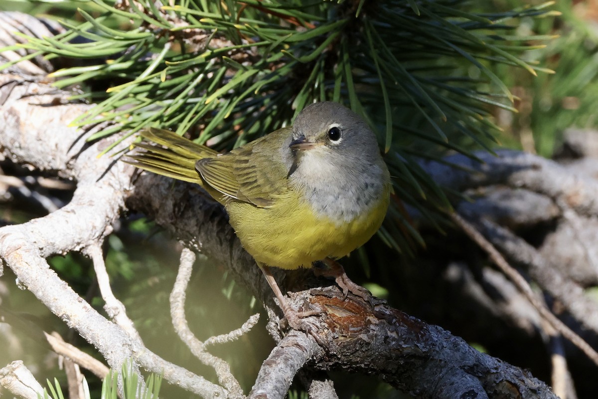 MacGillivray's Warbler - ML622602811