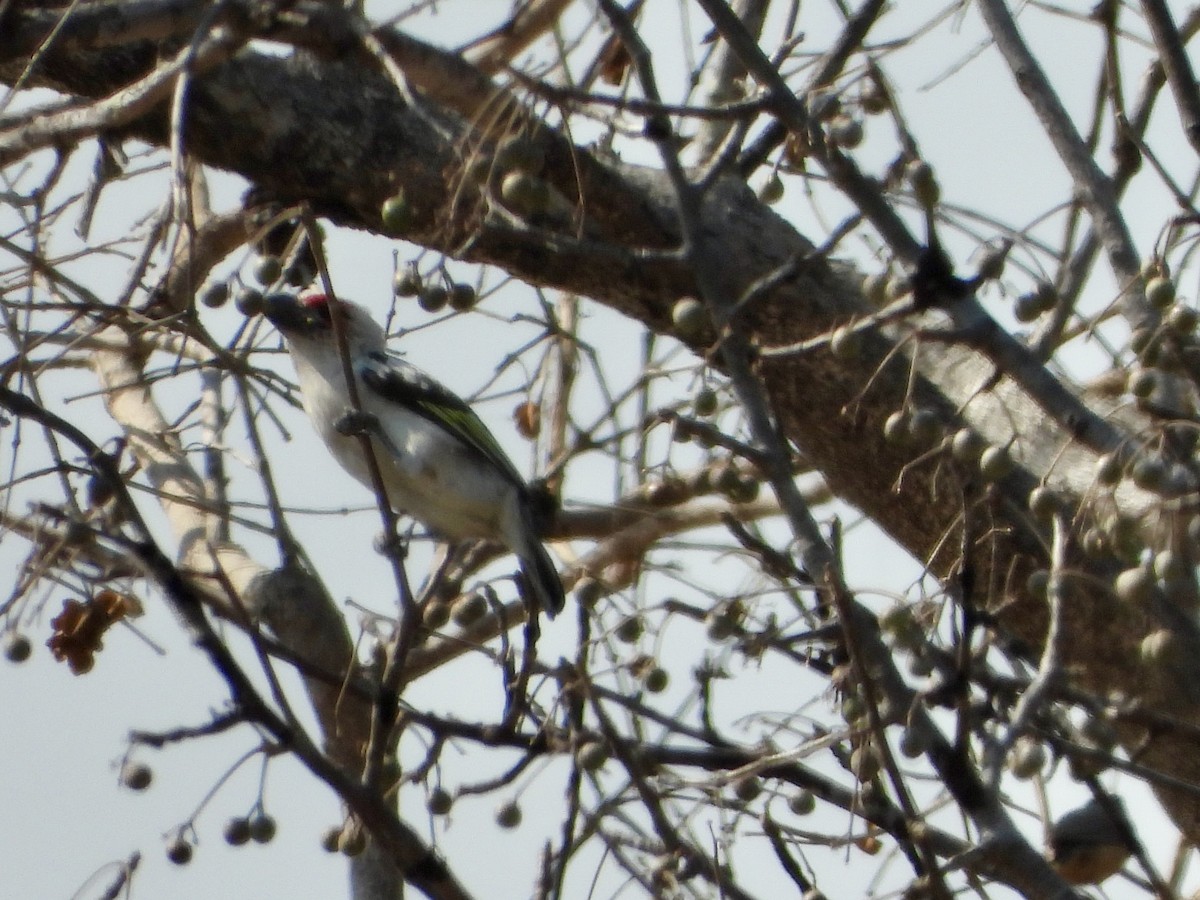 Chaplin's Barbet - ML622602823