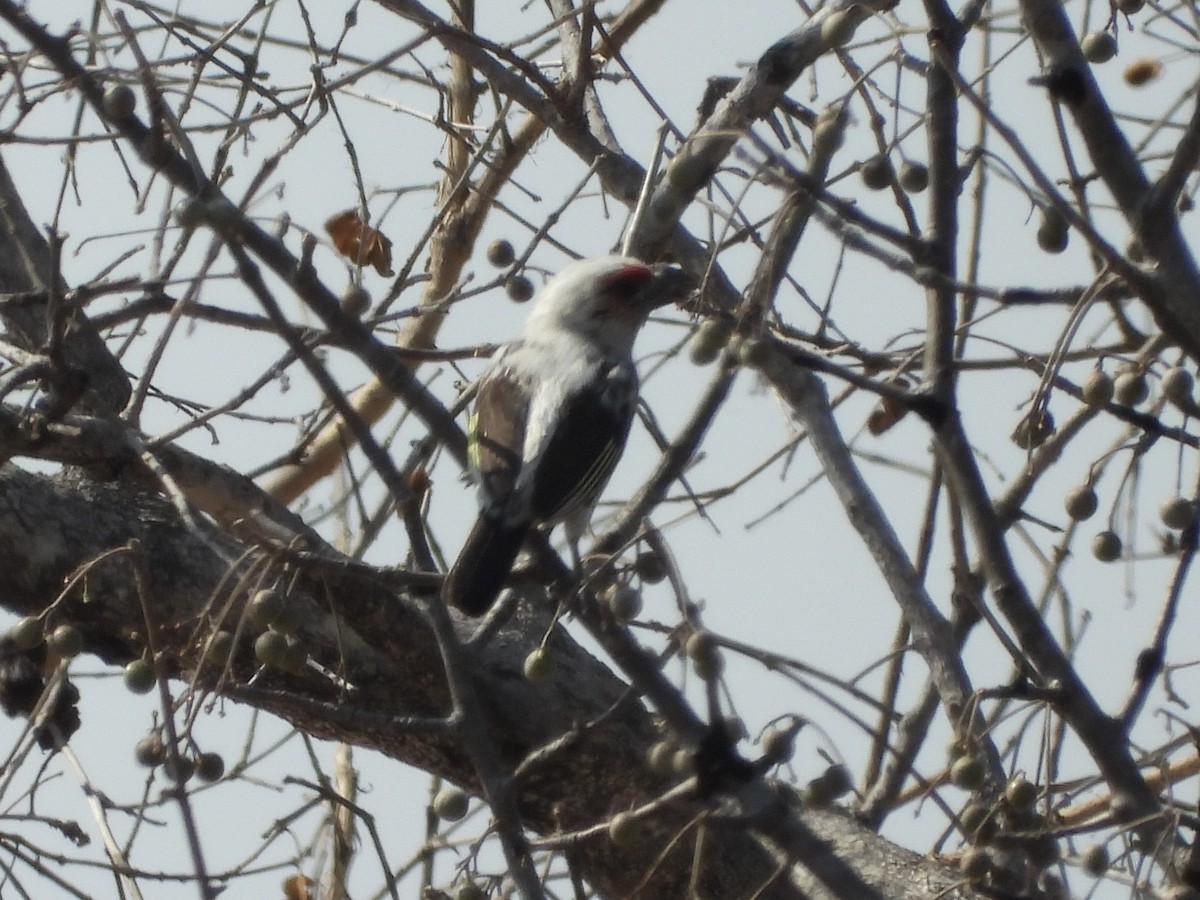 Chaplin's Barbet - ML622602824