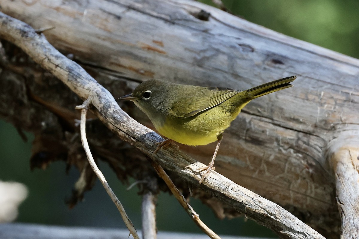 MacGillivray's Warbler - ML622602825