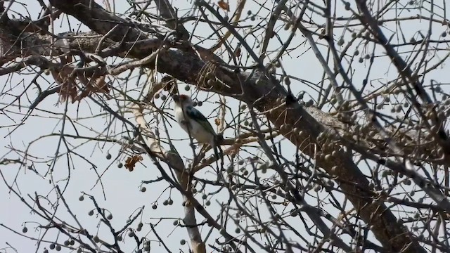 Chaplin's Barbet - ML622602828