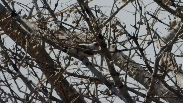 Chaplin's Barbet - ML622602829