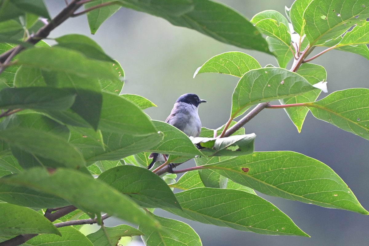 Black-headed Sibia (Black-headed) - ML622602848