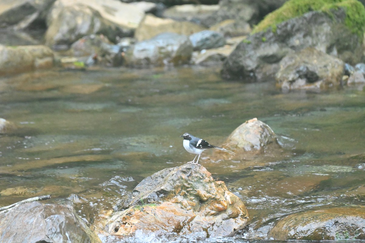 Slaty-backed Forktail - ML622602904