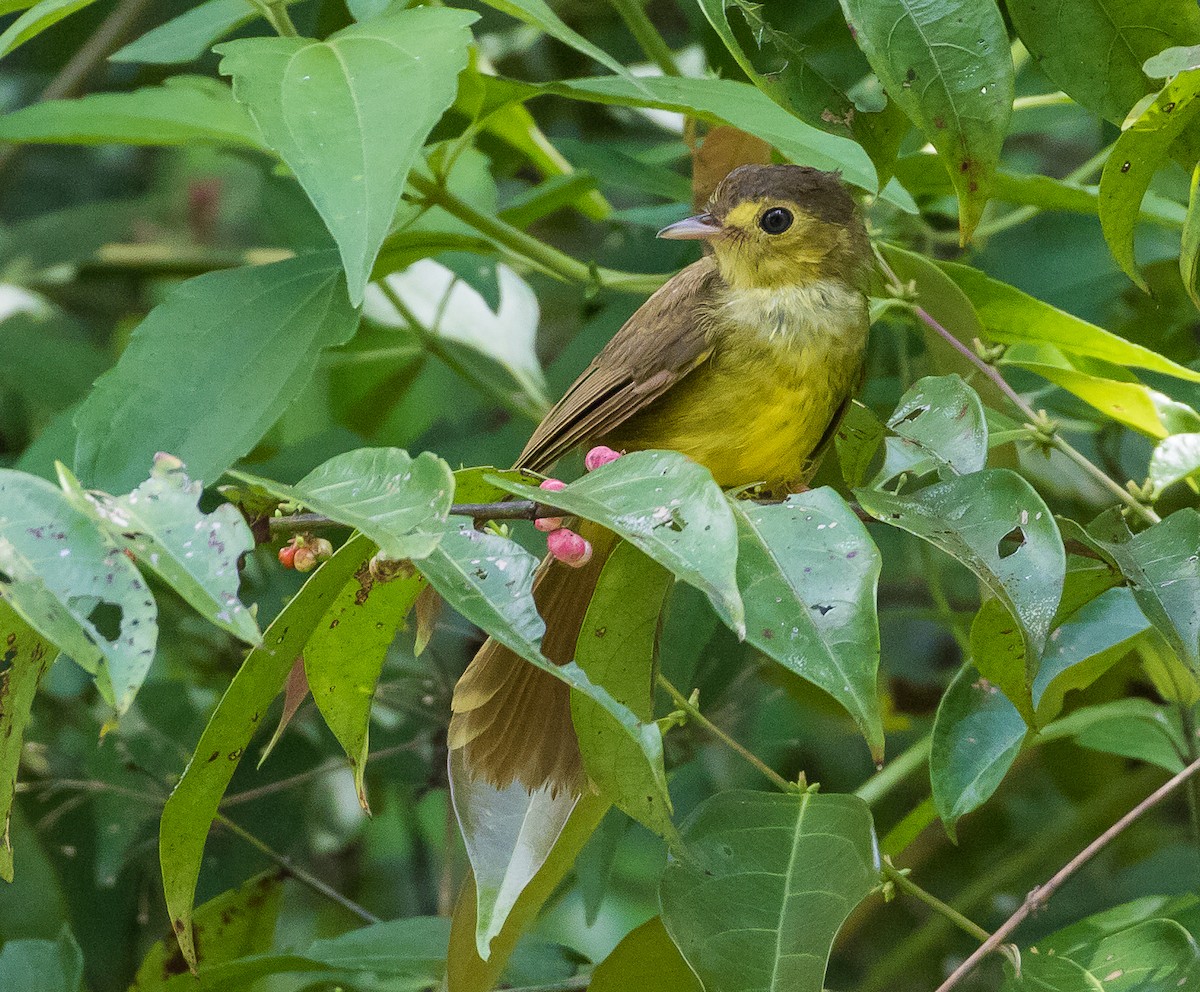 Hairy-backed Bulbul - ML622602908