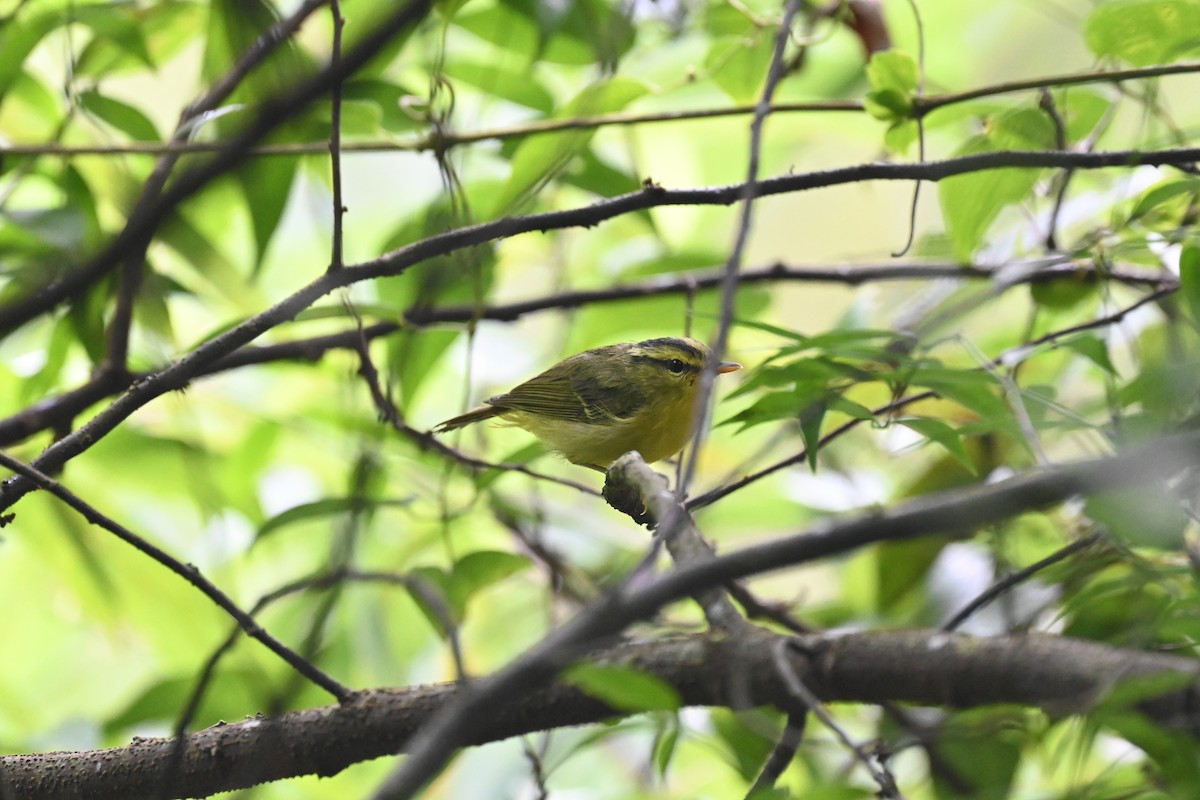 Sulphur-breasted Warbler - ML622602910