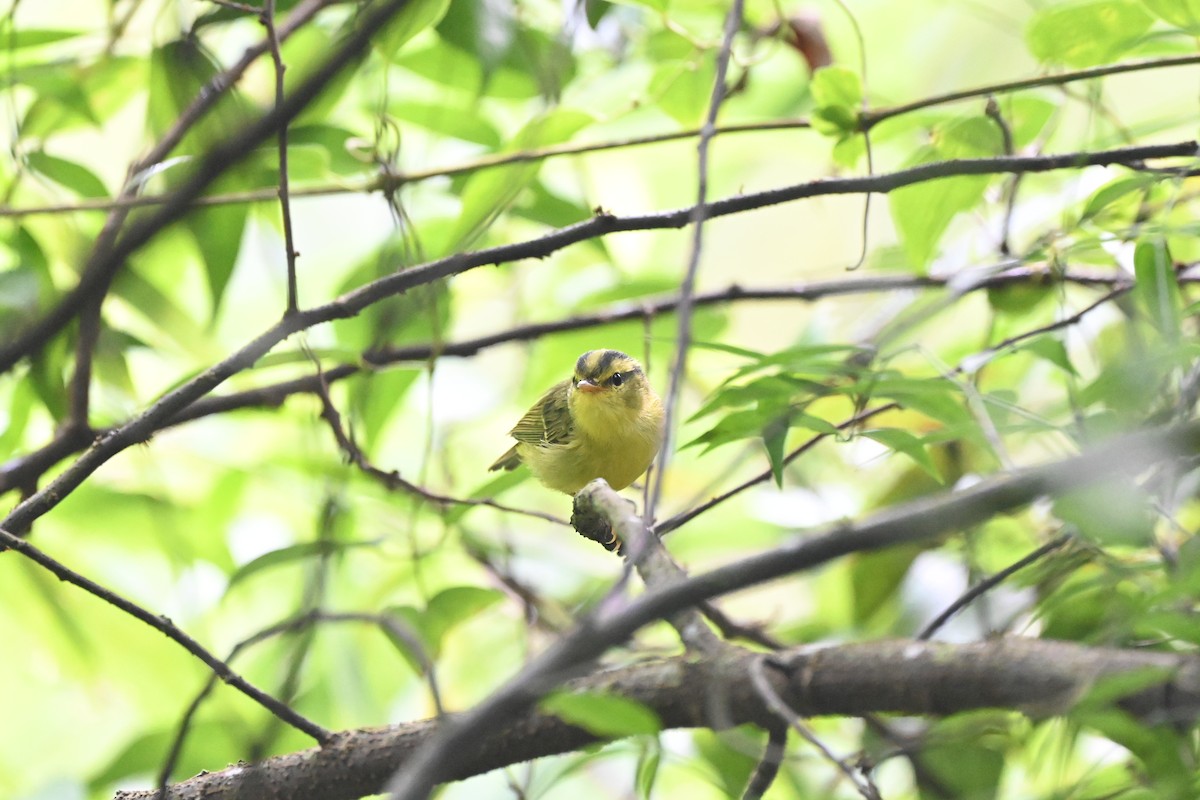 Sulphur-breasted Warbler - ML622602911