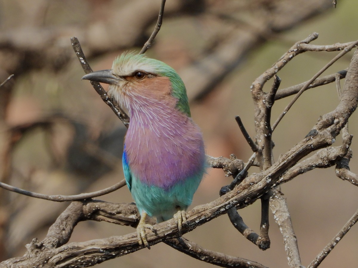 Lilac-breasted Roller - ML622602919